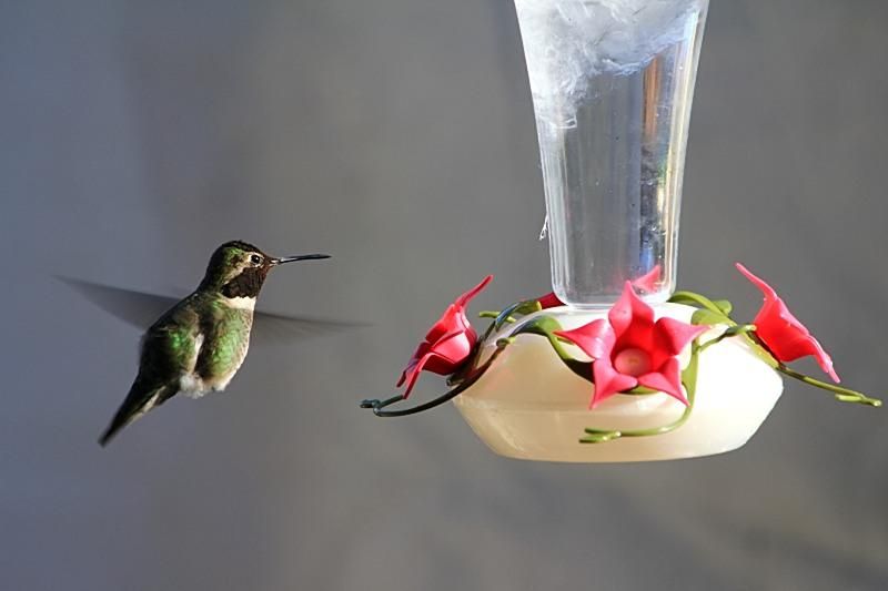 Hummingbirds from backyards and beyond